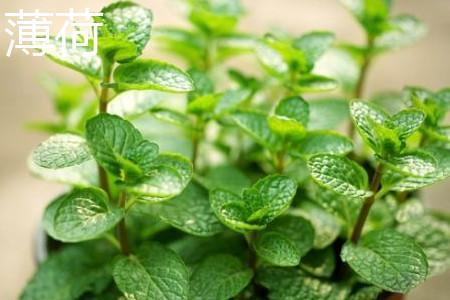 圆叶薄荷与薄荷应该如何去辨别？