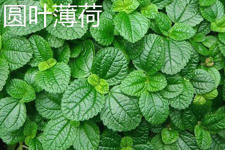 圆叶薄荷与薄荷应该如何去辨别？