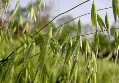 ​如何区分小麦和燕麦？只需注意3个方面，一眼就能认出