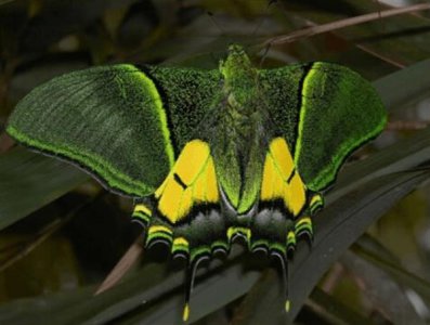 ​世界最珍贵的十大蝴蝶排名 金斑喙凤蝶第一名 双尾褐凤蝶暂居第二