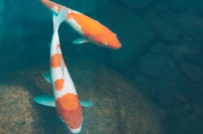 ​世界最美观赏鱼排名前十 红箭鱼榜上有名 锦鲤 荣登榜首