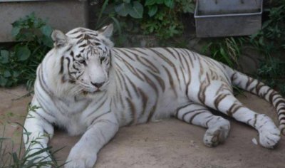 ​世界最漂亮的动物十大排名 斑马榜上有名 白虎荣登榜首