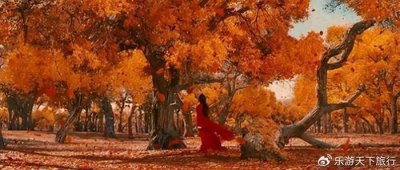 ​西北三大胡杨林：额济纳旗、塔里木、金塔，这里藏着真正的秋天黄