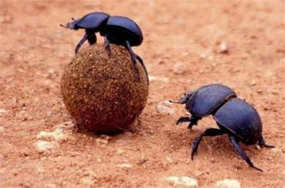 ​世界十大饮食最奇怪的动物 粪甲虫第一名 埋葬虫暂居第二
