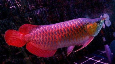 ​世界最贵的鱼是什么鱼？红龙鱼价值500万