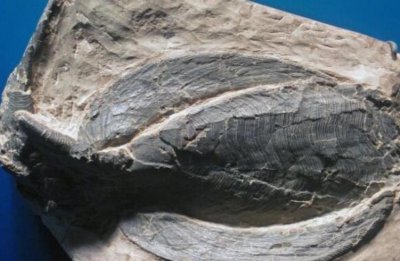 ​世界最神秘古老的十种鱼 甲胄鱼第一名 弹涂鱼暂居第二