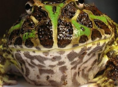 ​世界最漂亮的十种青蛙 帕克曼蛙第一名 玻璃蛙暂居第二