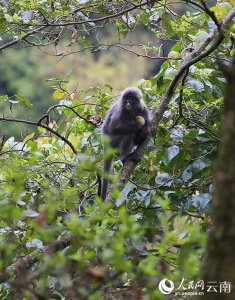​云南龙陵：濒危物种菲氏叶猴数量稳步增长