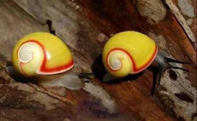 ​世界十大雌雄同体的生物，你知道几种？