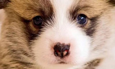 ​这几种小型犬超级护主，一生只认一个主人，千万不要随便抛弃它们