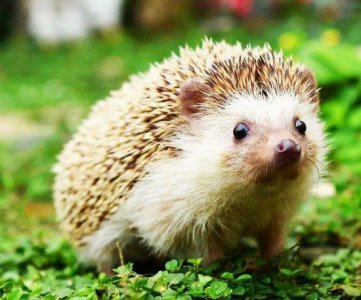 ​世界十大身上带刺的动物，刺猬你养过吗？