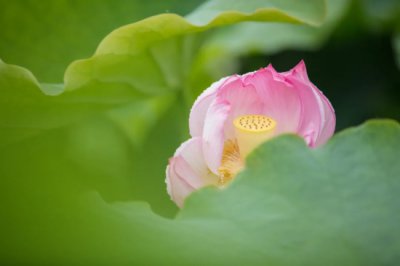 ​腾冲十里荷花盛开，明媚了小城的生活