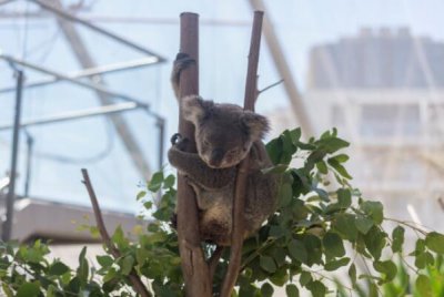 ​世界最能睡的十大动物：松鼠垫底，考拉得第一