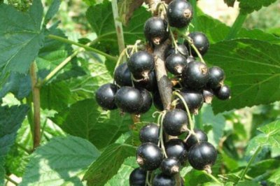 ​世界最酸的十大水果：柠檬仅排第五，第一是酸葡萄