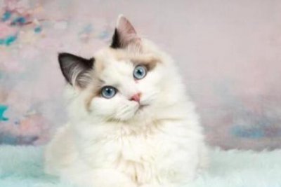 ​世界十大颜值最高的猫：布偶猫夺冠，波斯猫仅居第四