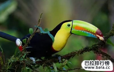 ​世界最有特色的十种鸟，马来犀鸟寿命长达35岁