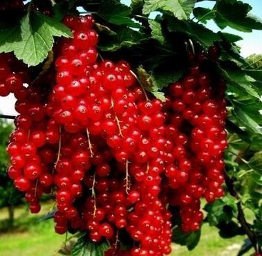 这果子酸酸甜甜，样子像红灯笼，家里种一颗，串串果子吃不完