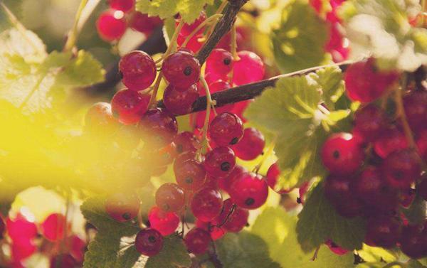 这果子酸酸甜甜，样子像红灯笼，家里种一颗，串串果子吃不完