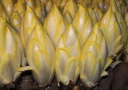 这种菜没光也能生长，营养价值高很像娃娃菜，自己种天天吃新鲜的