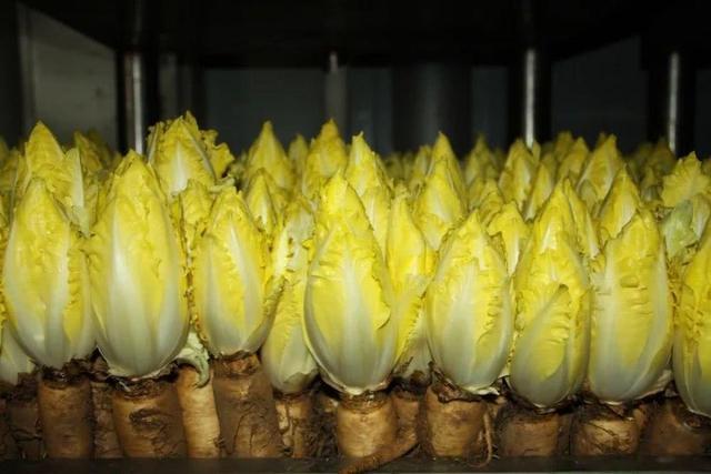 这种菜没光也能生长，营养价值高很像娃娃菜，自己种天天吃新鲜的