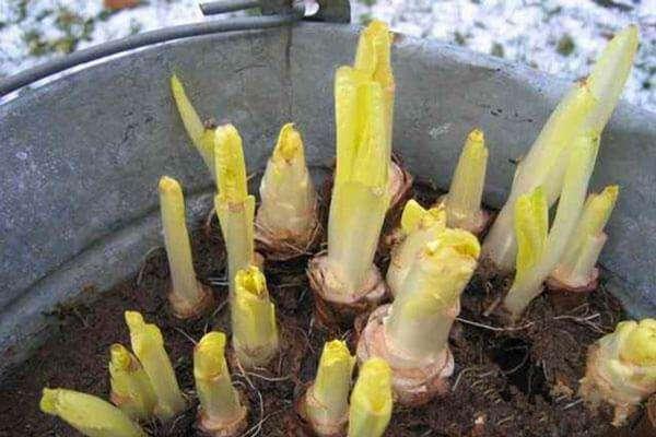 这种菜没光也能生长，营养价值高很像娃娃菜，自己种天天吃新鲜的