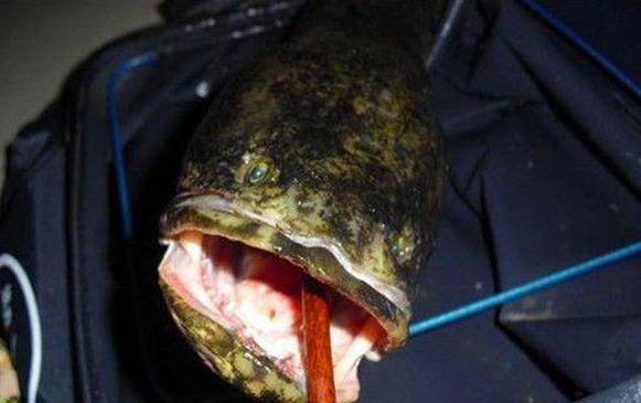 原来野钓黑鱼这么简单？看老钓友钓黑鱼只需要这几步轻松擒大黑鱼