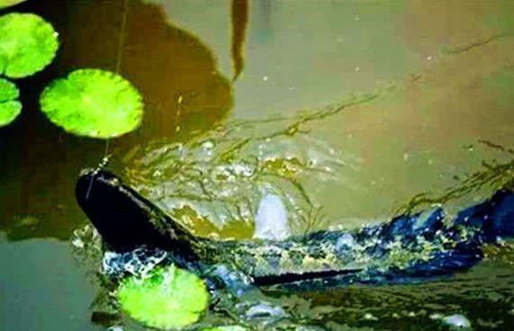 原来野钓黑鱼这么简单？看老钓友钓黑鱼只需要这几步轻松擒大黑鱼