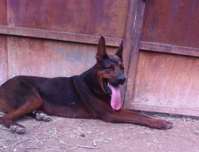 ​莱州红犬多少钱一只 私人家养莱州红犬价格 莱州红犬的性格稳定吗