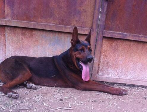 莱州红犬多少钱一只 私人家养莱州红犬价格 莱州红犬的性格稳定吗