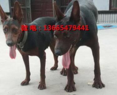 莱州红犬多少钱一只 私人家养莱州红犬价格 莱州红犬的性格稳定吗