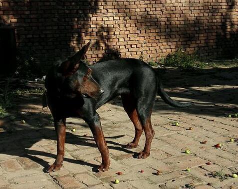 莱州红犬多少钱一只 私人家养莱州红犬价格 莱州红犬的性格稳定吗