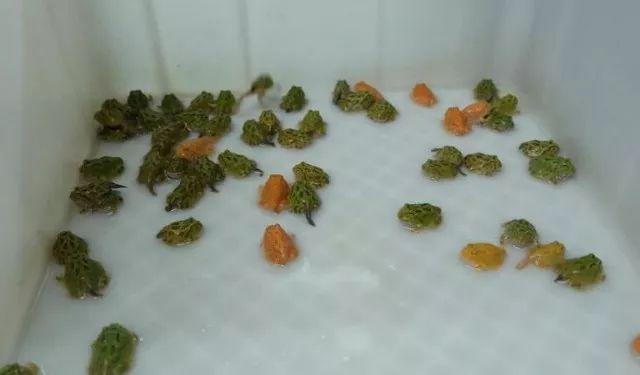 一男子十年花近百万养蛙,不光是旅行青蛙!!