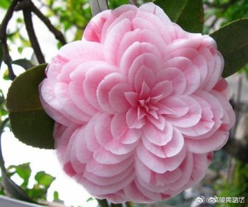 ​茶花中的一个珍品，叫十八学士。花朵结构奇特