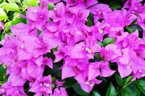 自己开花店，加盟好还是自营好？