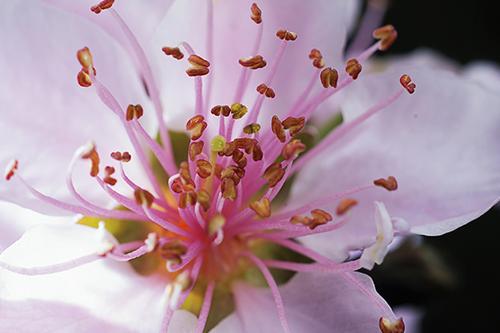 自己开花店，加盟好还是自营好？