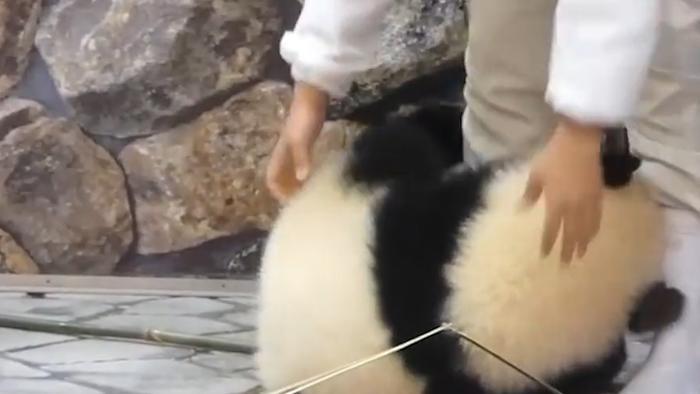 中国的国宝大熊猫，日本是如何对待的？网友：还是回家好