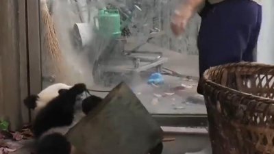 ​中国的国宝大熊猫，日本是如何对待的？网友：还是回家好