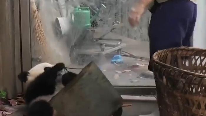 中国的国宝大熊猫，日本是如何对待的？网友：还是回家好