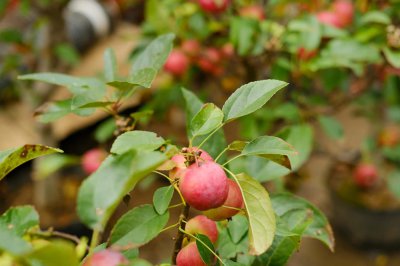 ​海棠怎么养，盆栽有什么注意事项