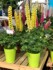 ​鲁冰花的养殖方法和注意事项