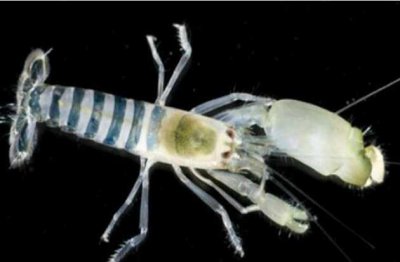 ​世界十大罕见动物排名 鼓虾第一名 钝口螈暂居第二