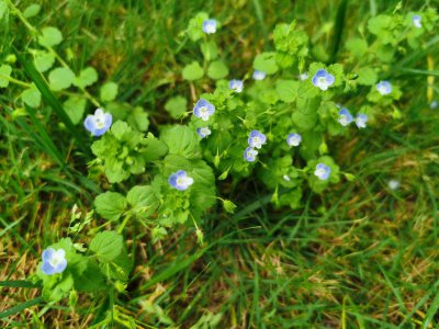 ​阿拉伯婆婆纳的相关品种