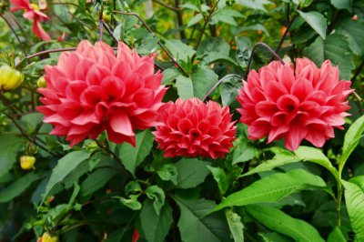 ​大丽花有毒吗