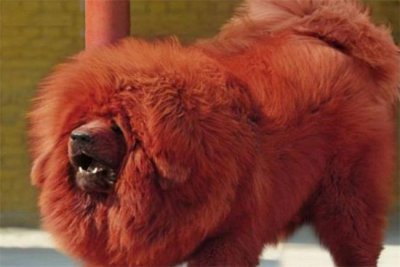 ​世界十大凶犬排行榜 排第一的是中国藏獒 俄罗斯高加索犬暂排第二