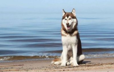 ​世界十大中型犬排名前十 惠比特犬榜上有名 西伯利亚雪橇犬荣登榜首