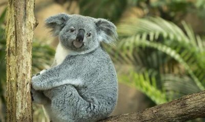 ​世界十大最笨的动物 树袋熊排名第一 枯叶龟最后一名