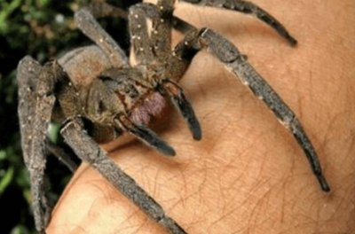 ​世界十大有毒蜘蛛排名 巴西游走蛛第一名 六眼沙蛛暂居第二