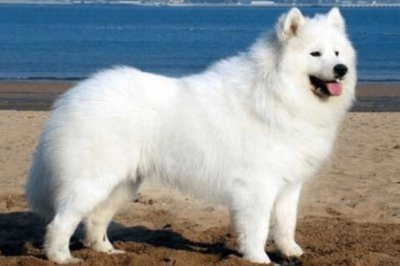 ​世界十大智商最高的动物 狗第一名 老鼠暂居第二