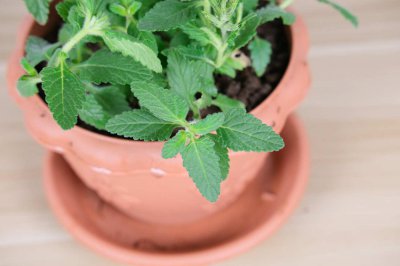 ​美女樱有毒吗？可以放在室内养护吗？