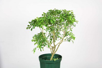 ​米兰花可以放在卧室里吗